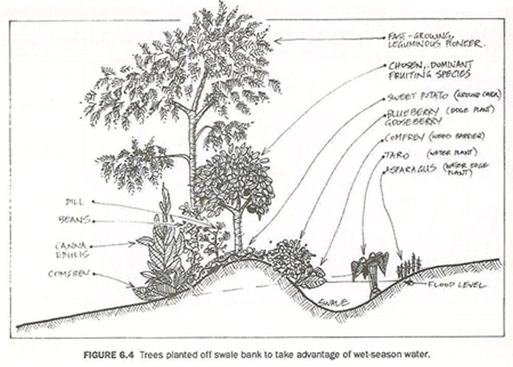 Permaculture’s Dogma Problem – Liberation Ecology